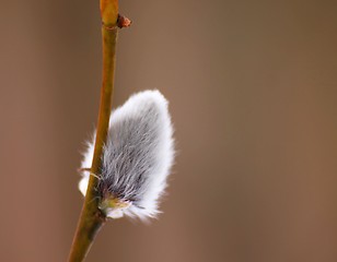 Image showing Pussy willow