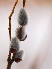 Image showing Pussy willow