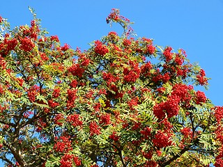Image showing Rowan berries