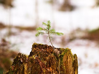 Image showing Spruce tree