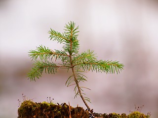 Image showing Spruce tree