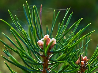 Image showing Fir tree top