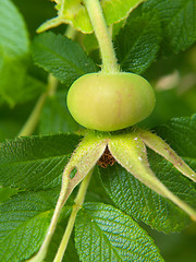 Image showing Rose hip fruit