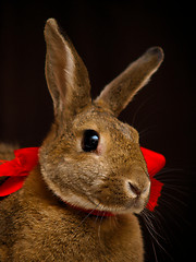 Image showing Brown bunny