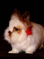 Image showing Lionhead bunny