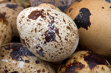 Image showing Quail Eggs