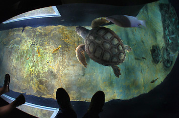 Image showing Turtles in the Lisbon oceanarium