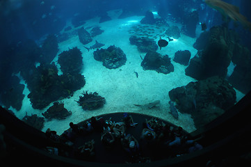 Image showing Underwater sea life in oceanarium