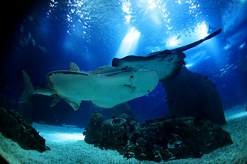 Image showing Underwater sea life