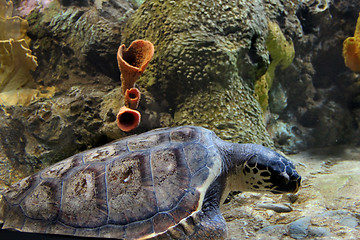 Image showing Sea turtle