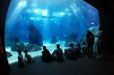 Image showing Underwater sea life