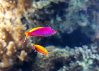 Image showing Tropical pink vivid fish
