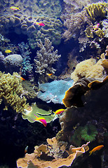 Image showing Exotic underwater sea life