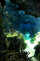 Image showing Pacific ocean underwater sea life