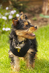 Image showing yorkshire terrier