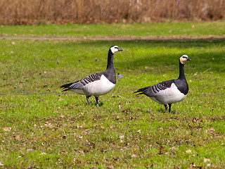 Image showing Geese on grass field