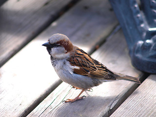 Image showing Sparrow, wooden floor