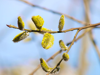 Image showing Yellow buds