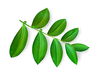 Image showing Green Leaves 