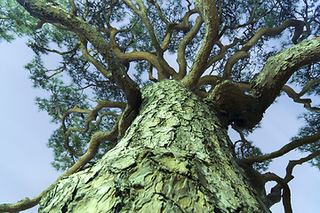 Image showing giant pine tree