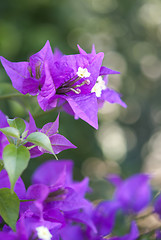 Image showing Bougainvillea