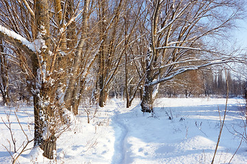 Image showing Footpath in the snow in park