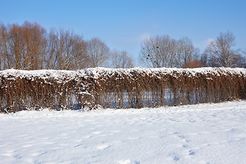 Image showing Fence of dried lianas plants in winter park