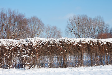 Image showing Fence of dried lianas in winter park