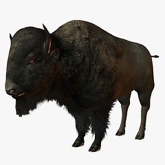 Image showing Bison