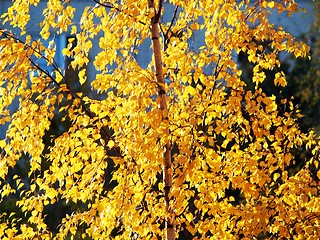 Image showing Yellow birch tree