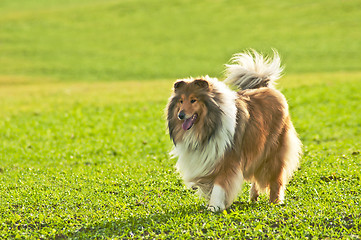 Image showing collie