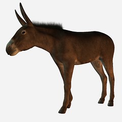 Image showing 3D Donkey