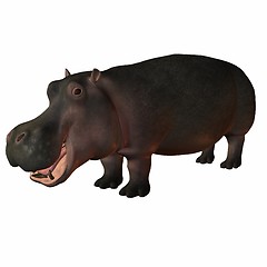 Image showing Hippopotamus