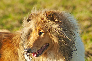 Image showing collie