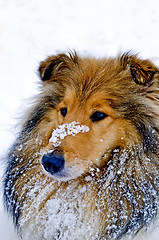 Image showing Collie dog in snow