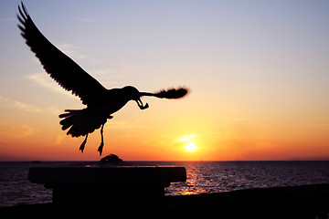 Image showing Sunset Seagull