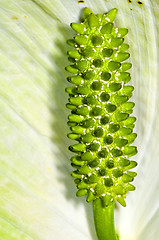 Image showing Peace lily