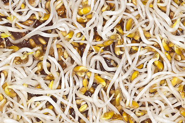 Image showing alfalfa-sprouts