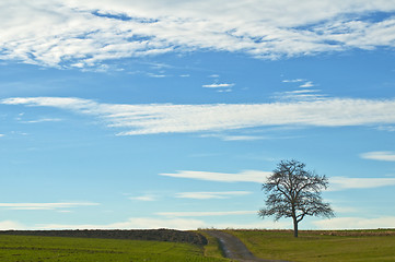 Image showing tree in early spring