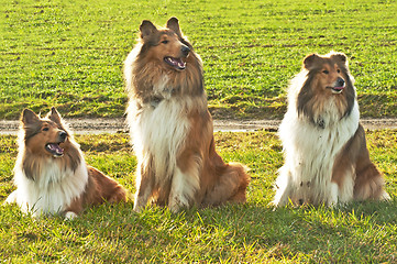 Image showing American and British collie dogs