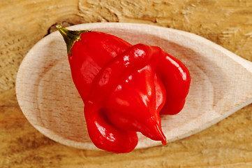 Image showing chili bishop?s crown