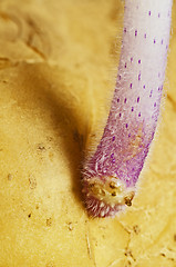 Image showing potato shoot