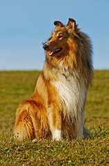 Image showing Collie dog