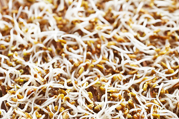 Image showing alfalfa-sprouts