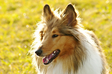 Image showing American truebred collie dog