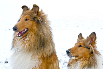 Image showing Collie dogs in snow