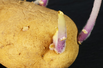 Image showing potato shoot