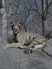 Image showing White Tiger