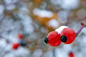 Image showing rose hip with snow hat