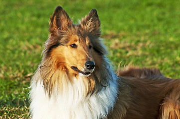 Image showing American truebred collie 